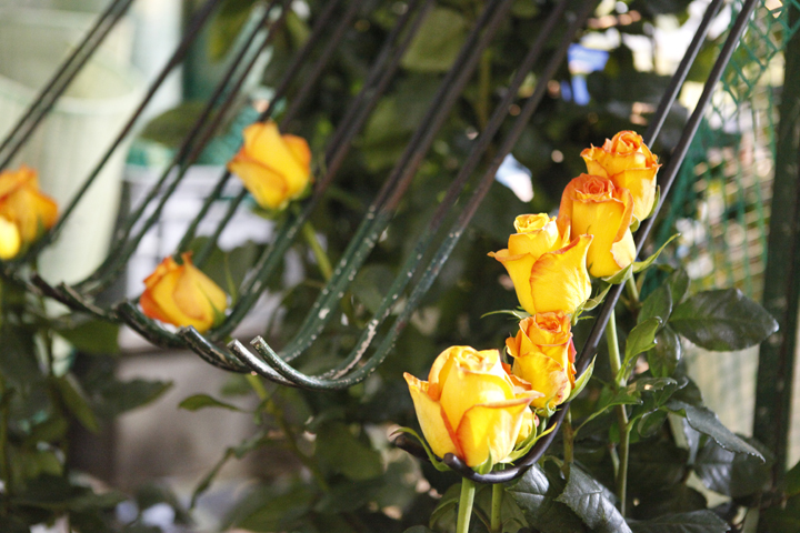 Roses-of-Ecuador