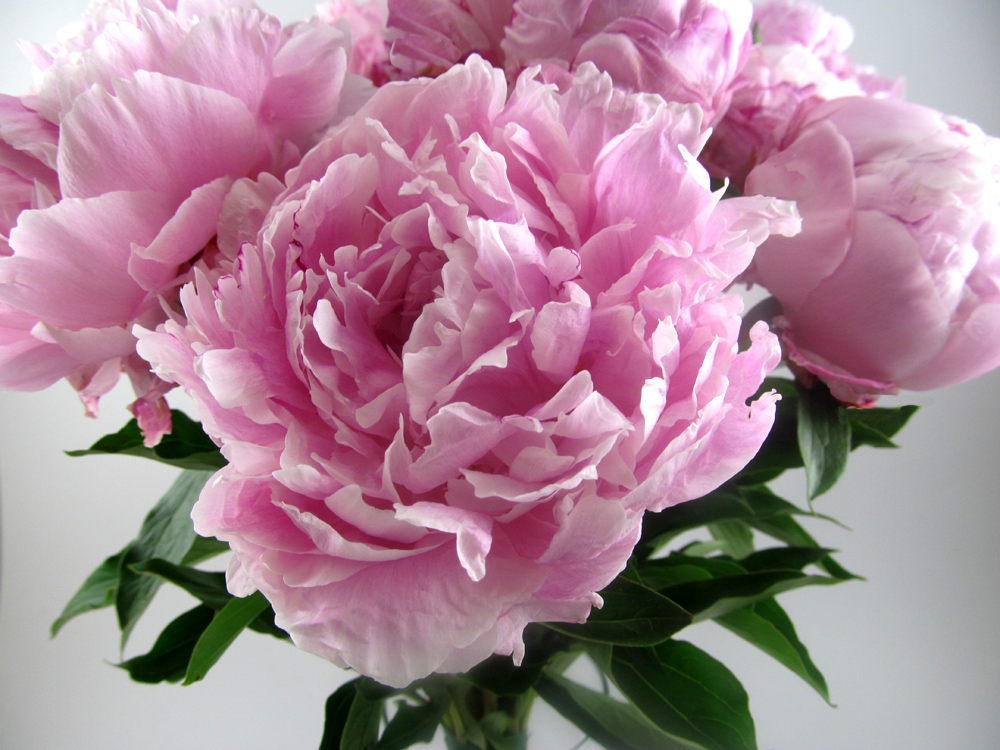 Main Wholesale Florist Peonies for Mothers Day