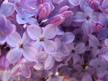 Lilac for Mothers Day - Main Wholesale Florist