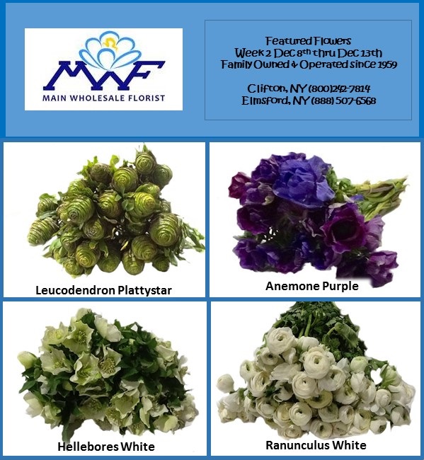 Featured Flowers - Main Wholesale Florist
