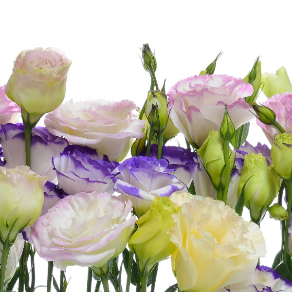We-absolutely-love-lisianthus!