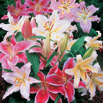 Lovely Lilies 