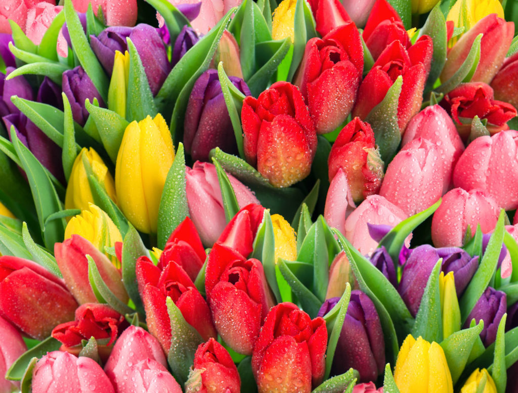 people have loved tulips