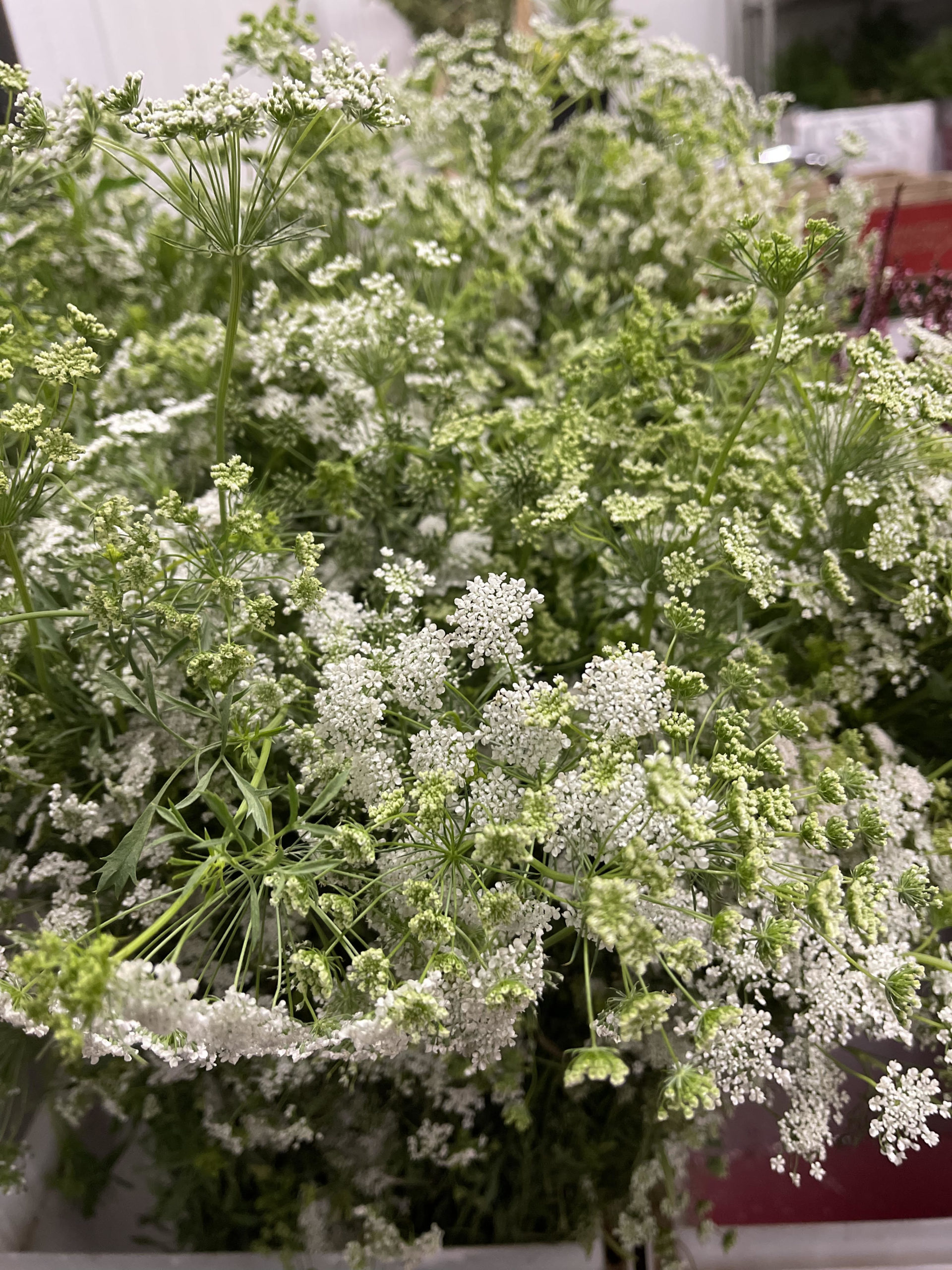 Queen Anne's Lace - Florabundance Wholesale Flowers