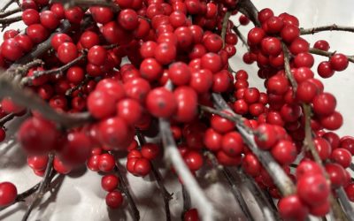 Winter Berry