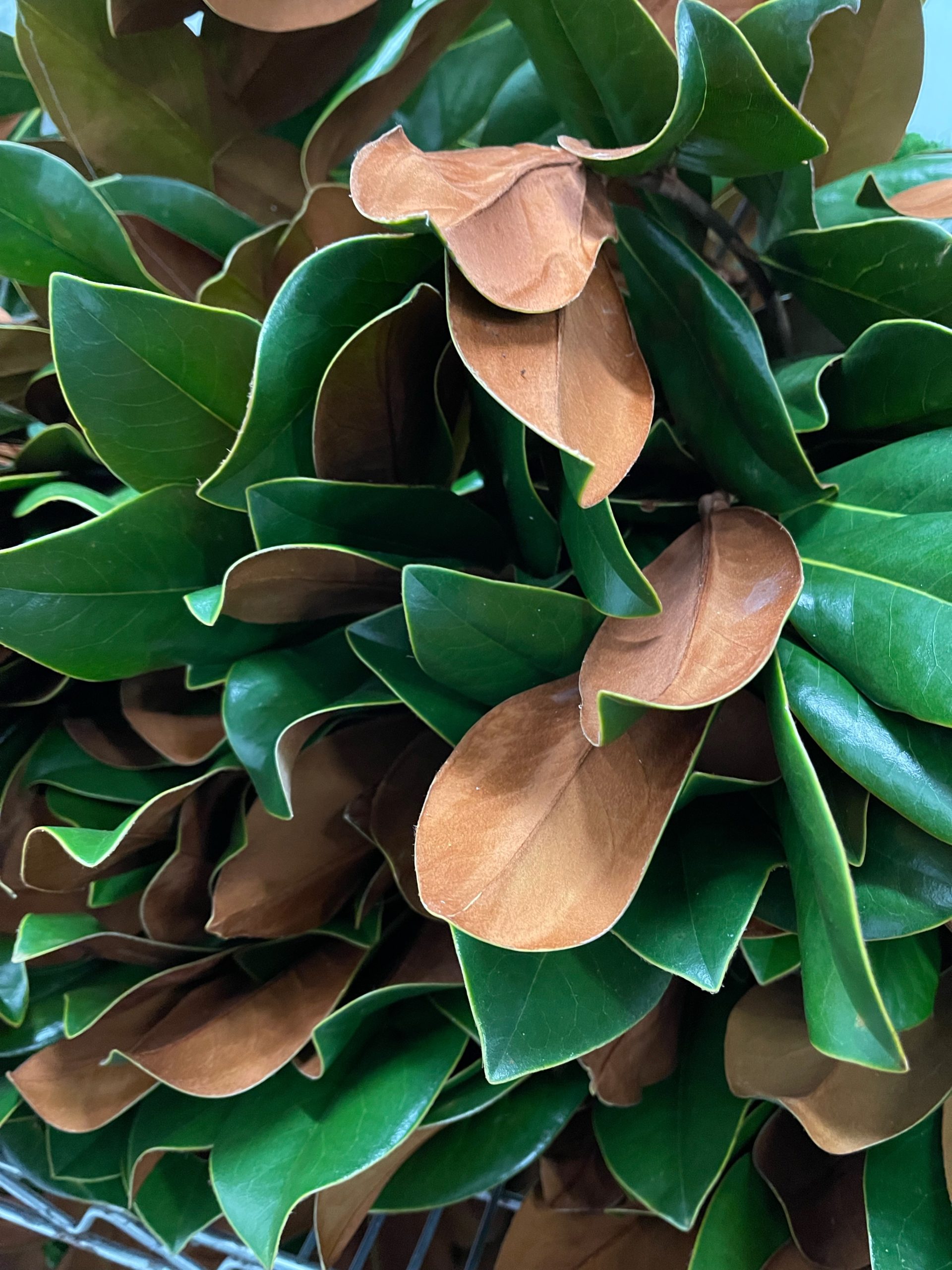 Magnolia Main Wholesale Florist