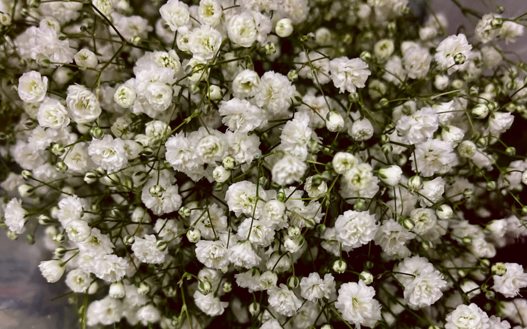 White Gypsophila, commonly known as Baby’s Breath