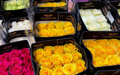 Colored Roses from Ecuador
