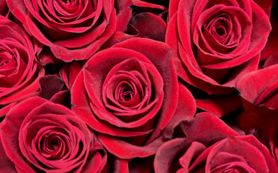 Freedom Red Roses from Ecuador