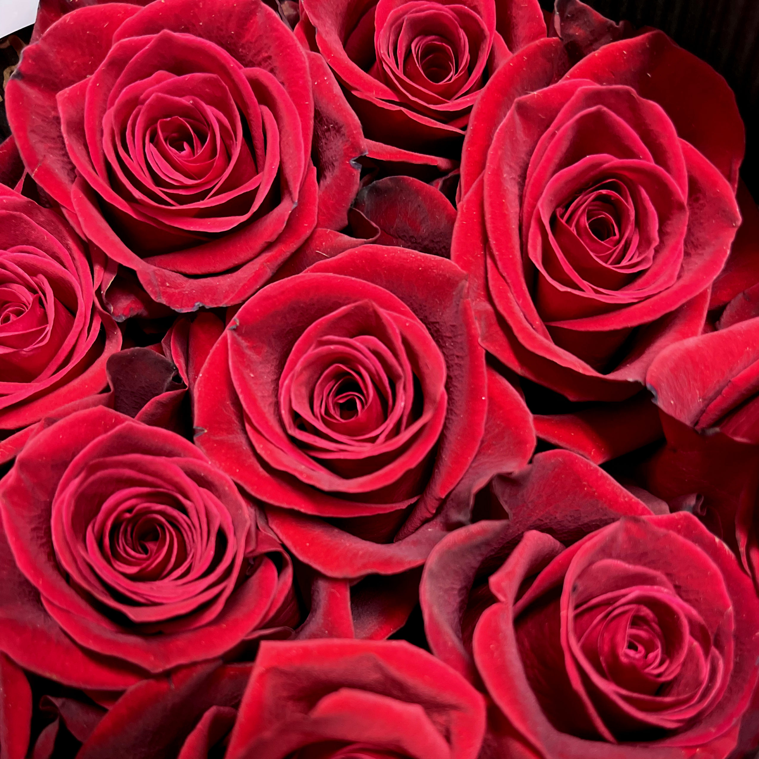 Main Wholesale Florist Premium Fresh Cut Wholesale Flowers