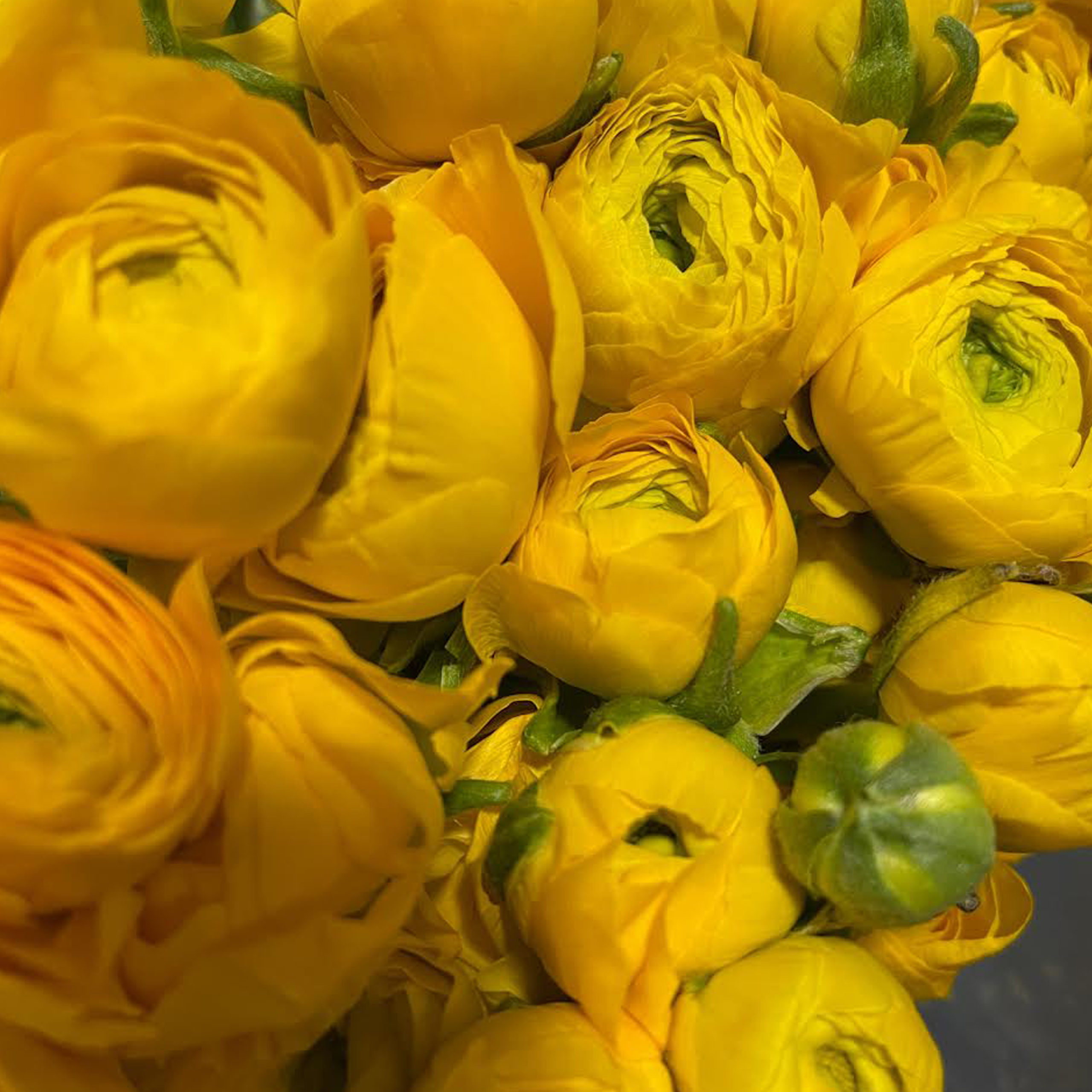 Main Wholesale Florist Premium Fresh Cut Wholesale Flowers