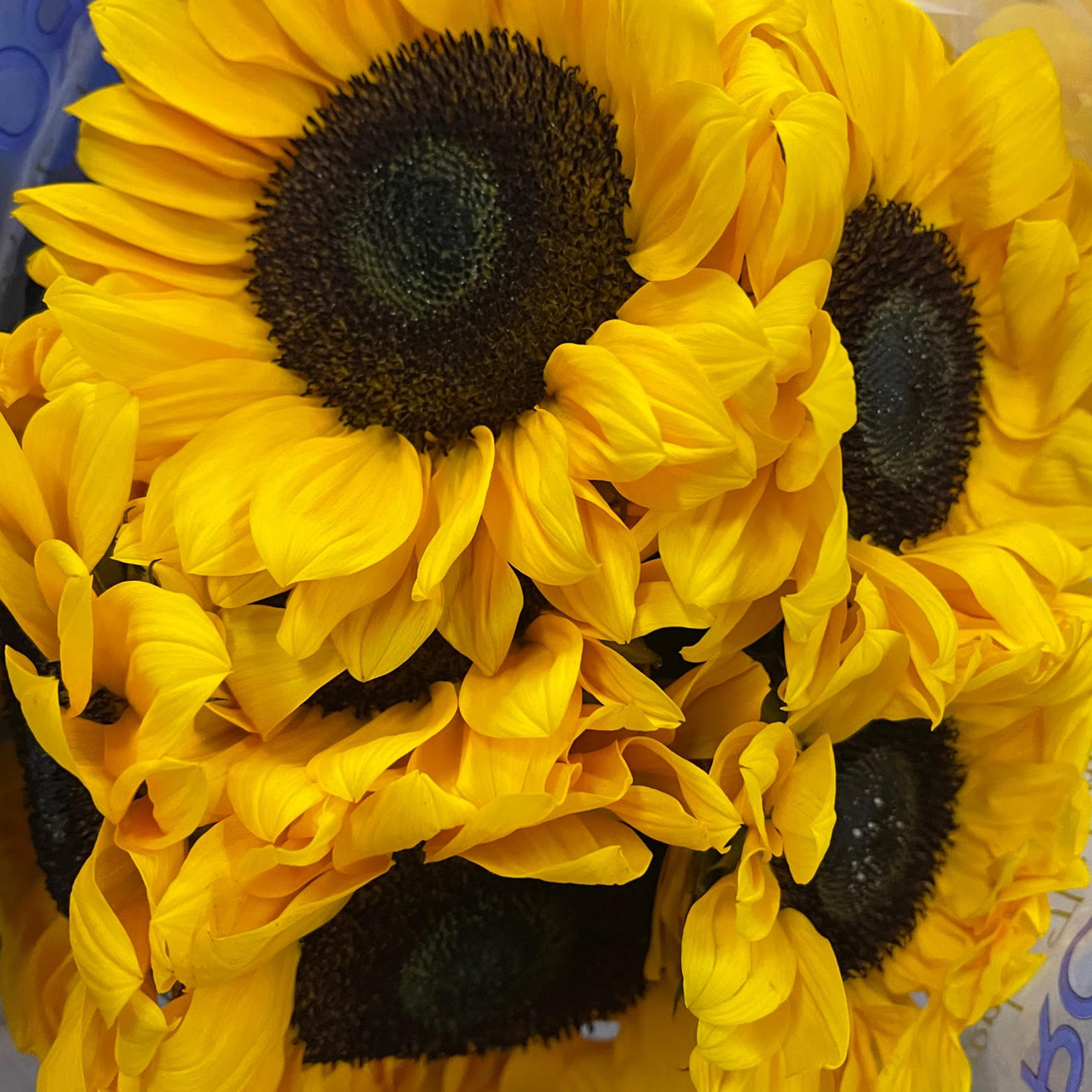 Main Wholesale Florist Premium Fresh Cut Wholesale Flowers