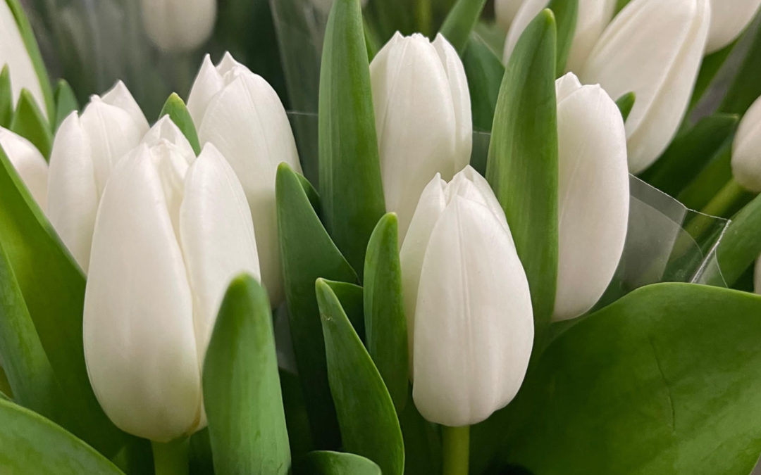 White Tulips from Canada