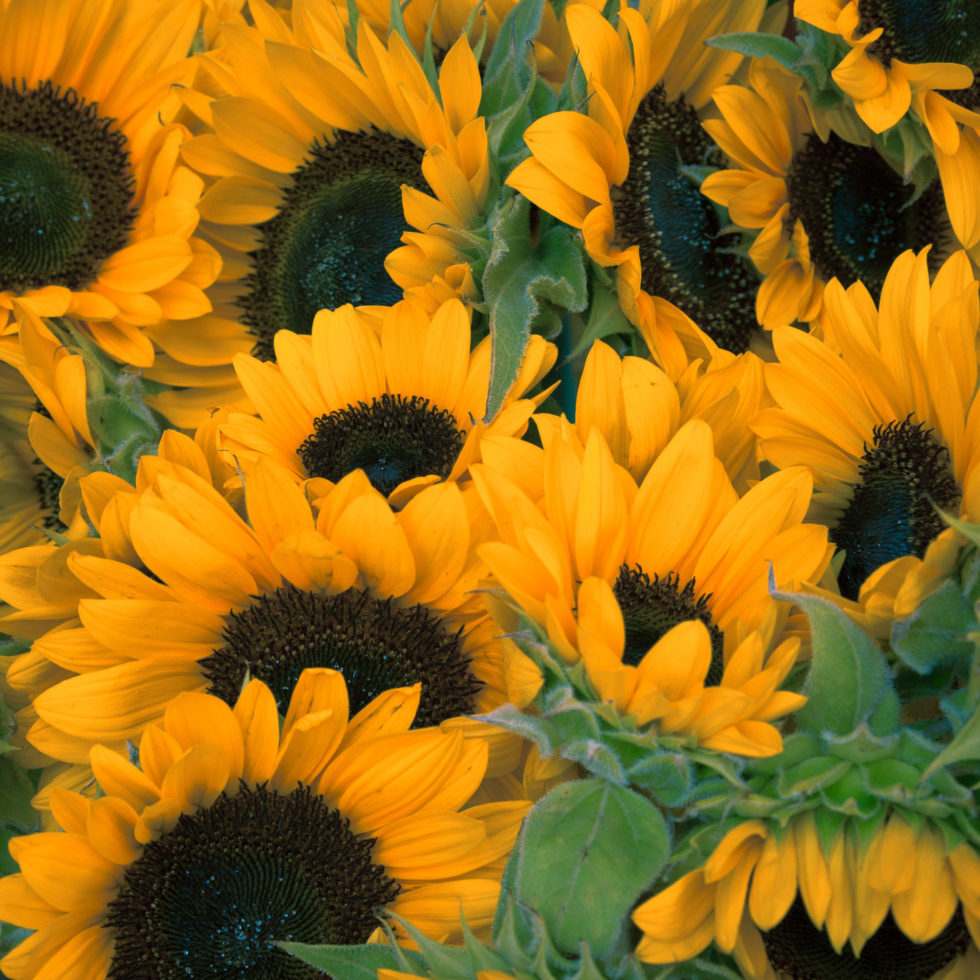 Main Wholesale Florist Premium Fresh Cut Wholesale Flowers