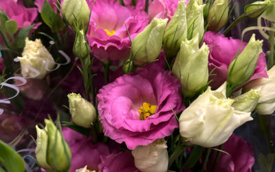 Lisianthus from Canada