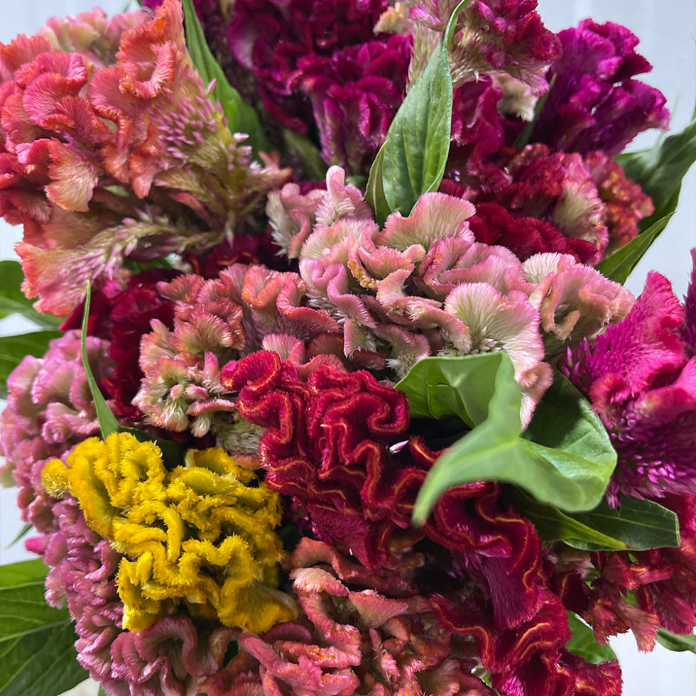 Main Wholesale Florist Premium Fresh Cut Wholesale Flowers