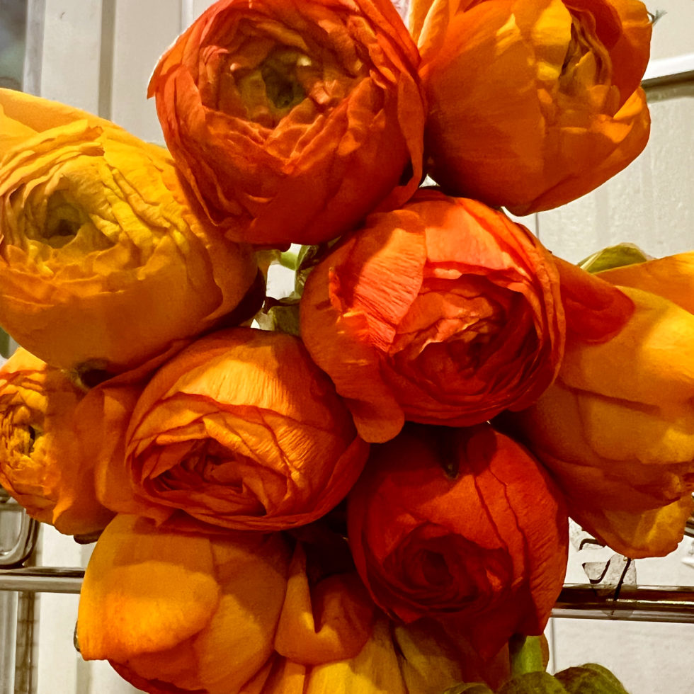 Main Wholesale Florist Premium Fresh Cut Wholesale Flowers