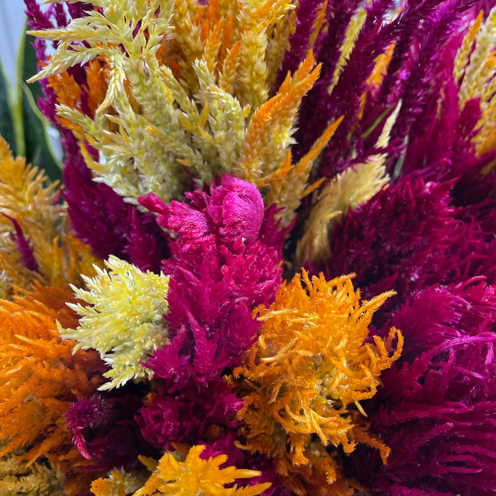 Main Wholesale Florist Premium Fresh Cut Wholesale Flowers