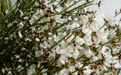 Ginestra from California