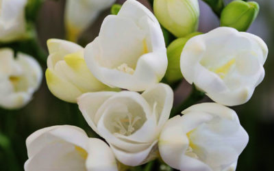 White Freesia