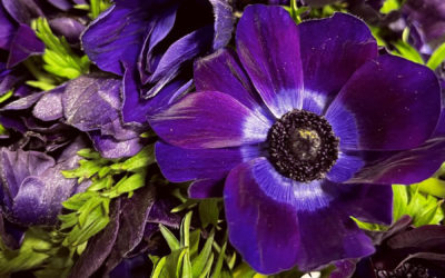 Anemone from New York