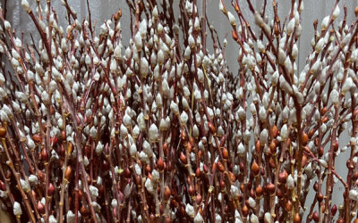Pussy Willow from New Jersey