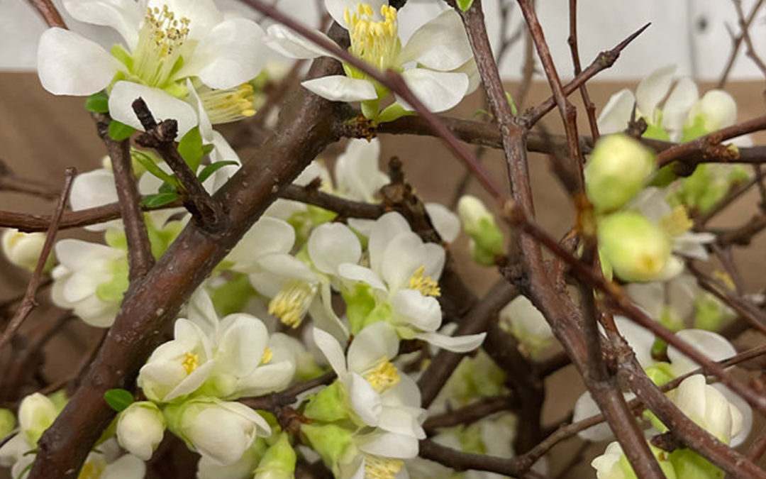 Quince Blossoms on a branch