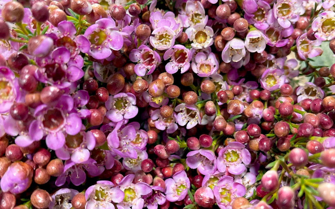 Pink and Purple California Wax Flowers