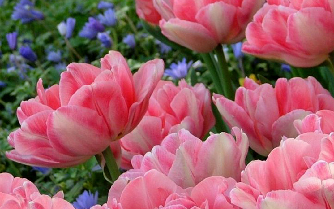 Pink and white Yellow Tulips