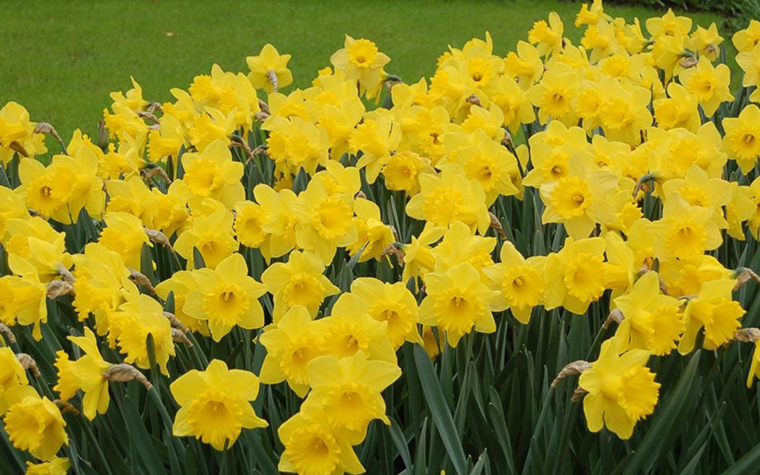 Yellow Dutch Master Daffodils