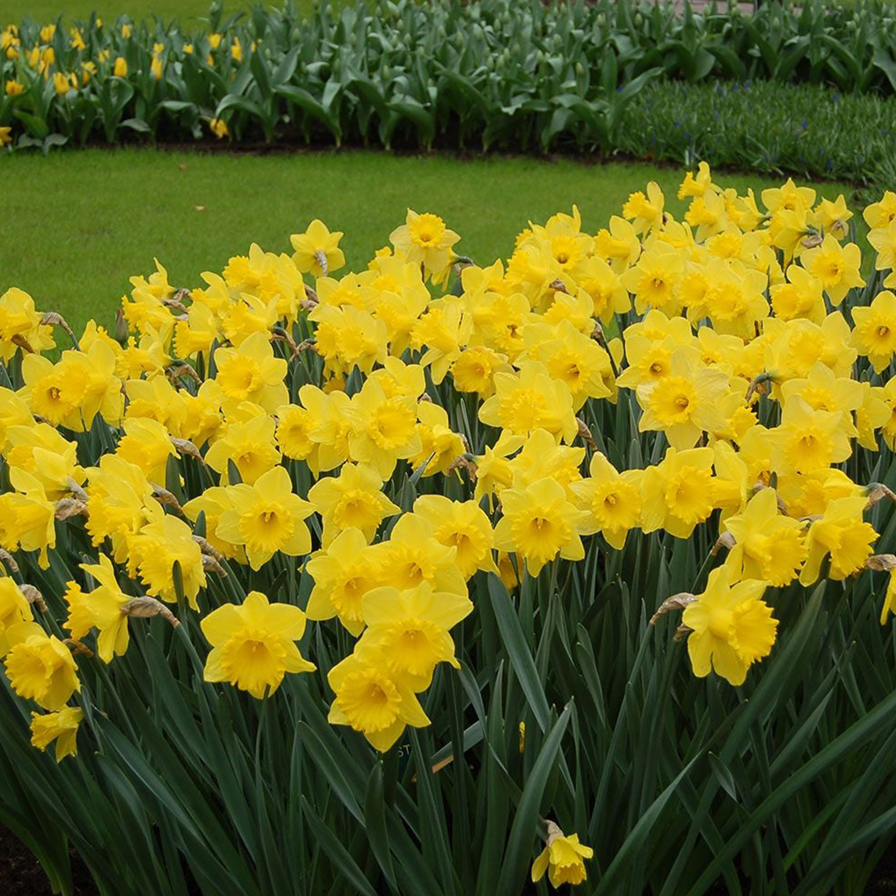 Dutch Master Daffodils Main Wholesale Florist