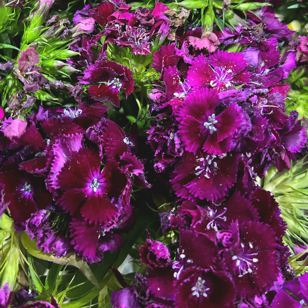 Gypsy Dianthus Main Wholesale Florist