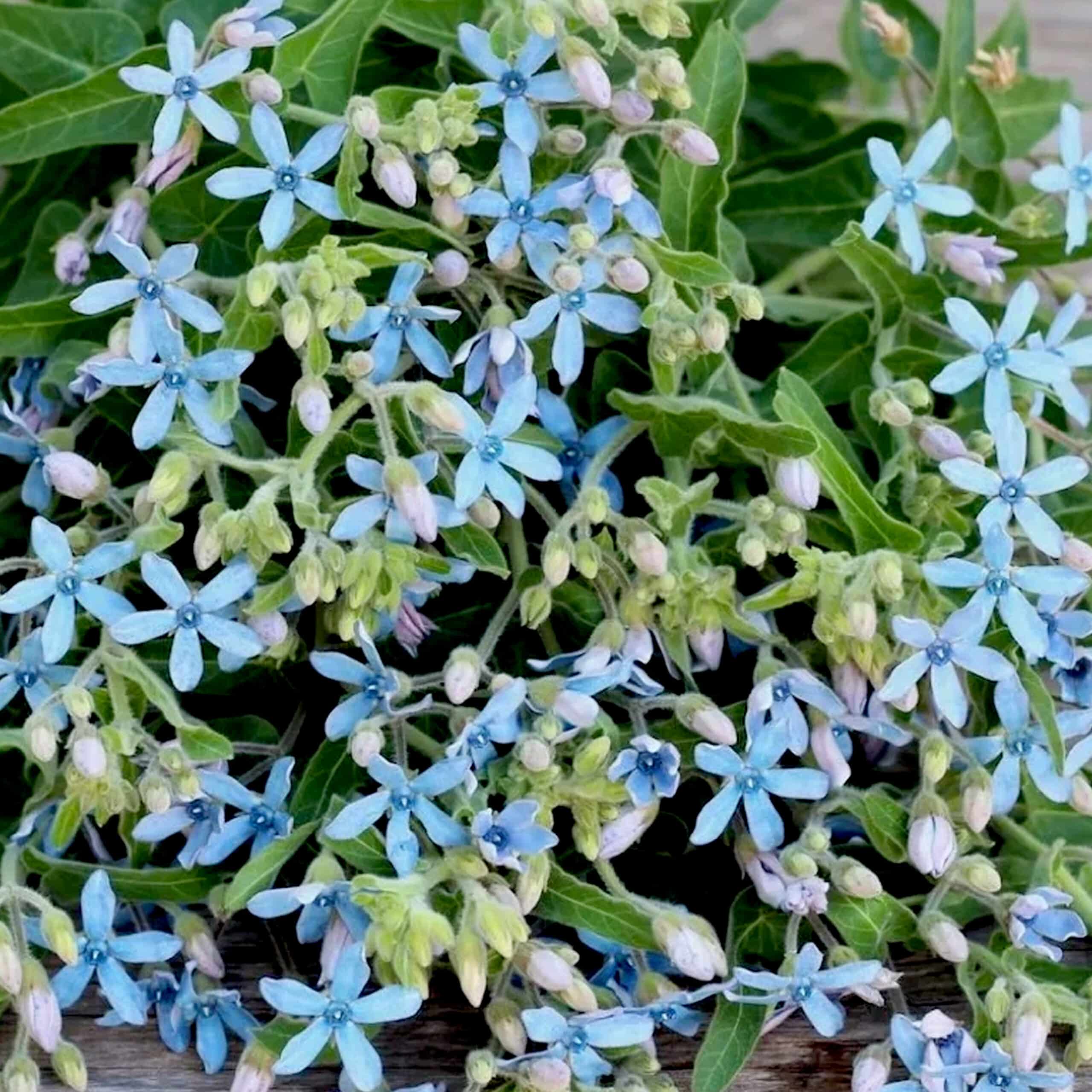 ジュライヨーヨー　ツィーディア　tweedia Tweedia from Israel - Main Wholesale Florist