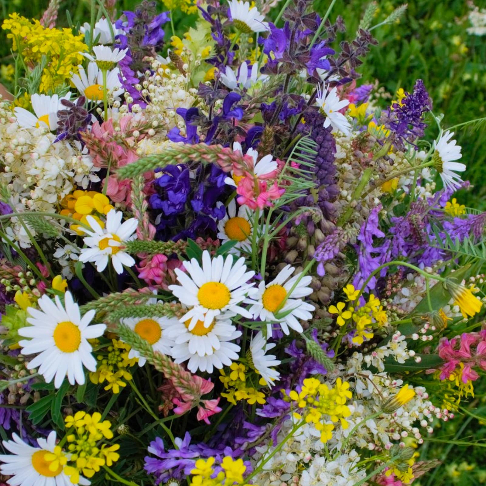 Wild Flowers from New Jersey Main Wholesale Florist