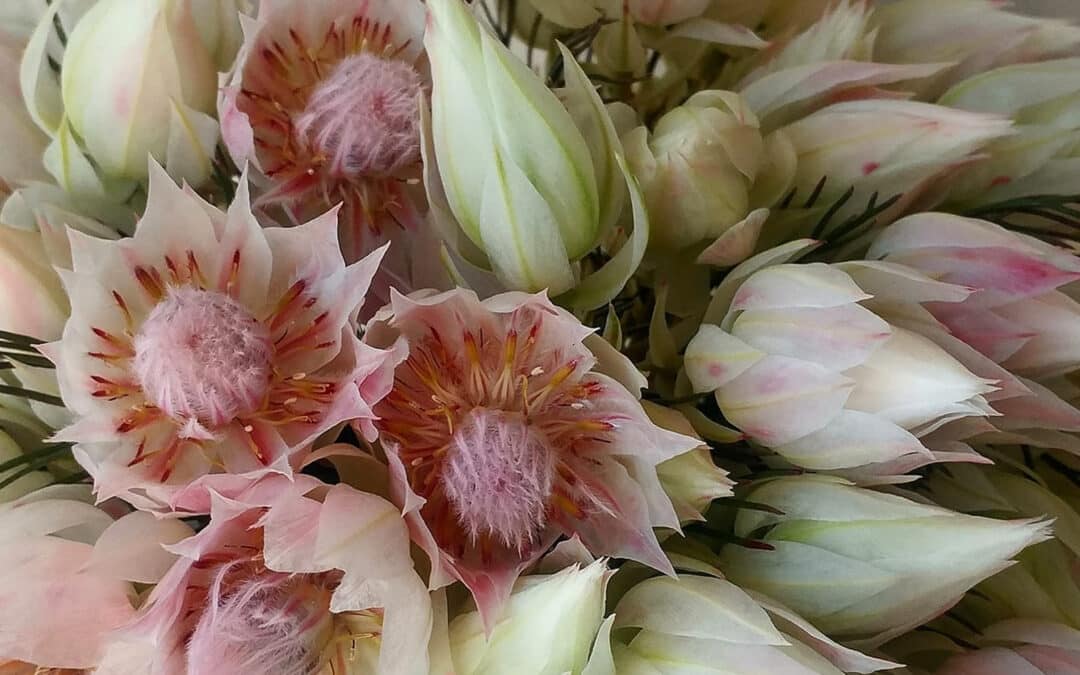 Blushing Bride Protea - Main Wholesale Florist