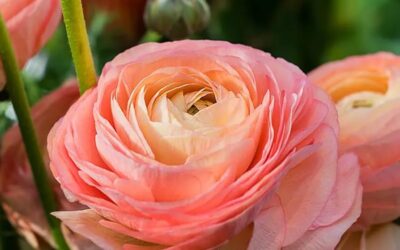 Ranunculus from Ecuador