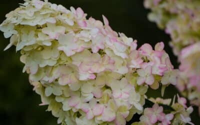 Pee Gee Hydrangea from New Jersey