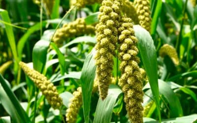 Green Hanging Millet from NJ