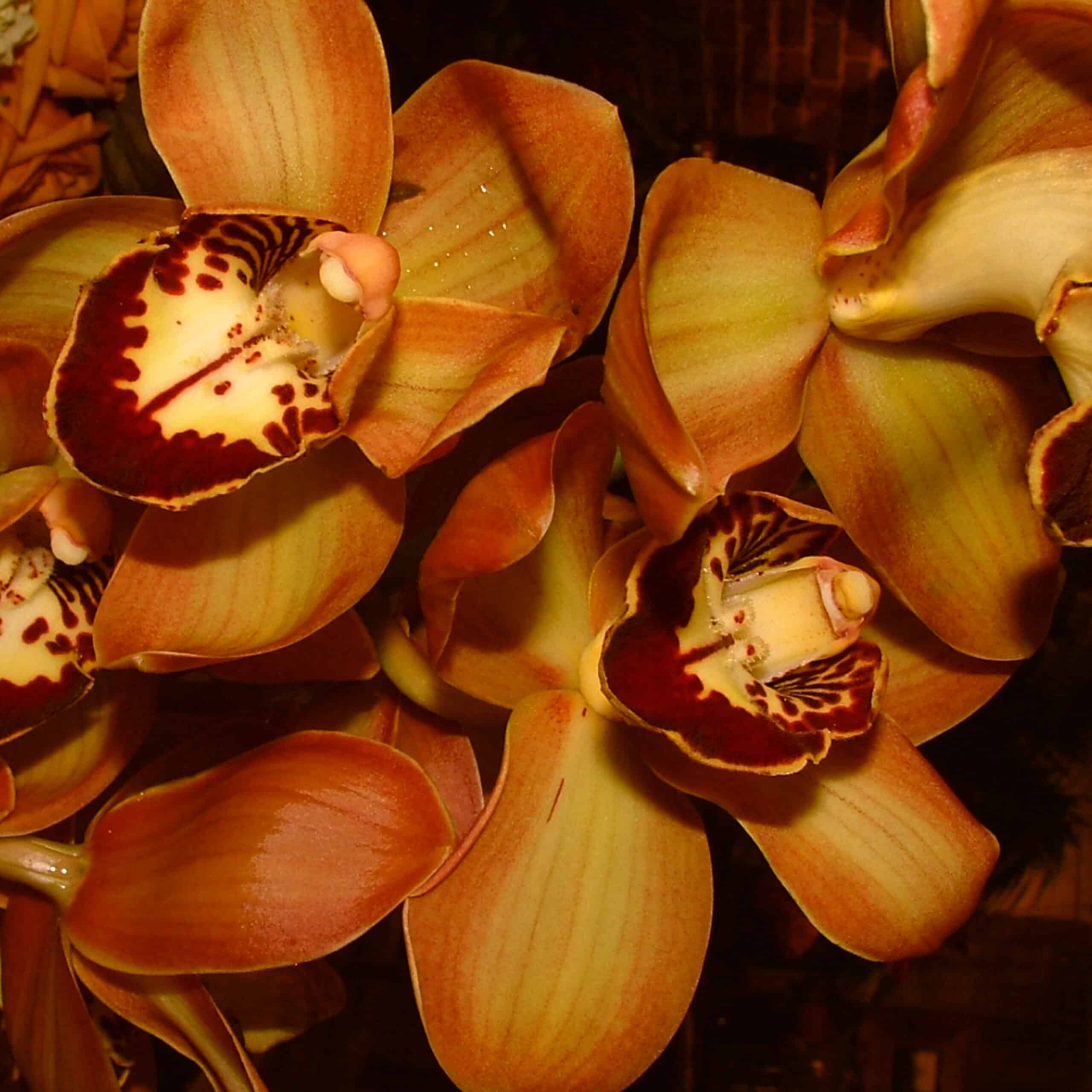 Brown Cymbidium Main Wholesale Florist