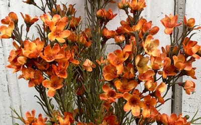 Orange Wax Flowers