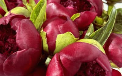 Peonies from Chile