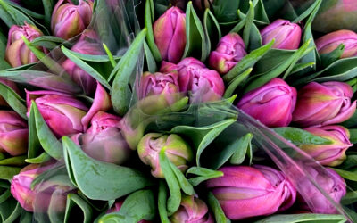Tulips from Vanco Farms