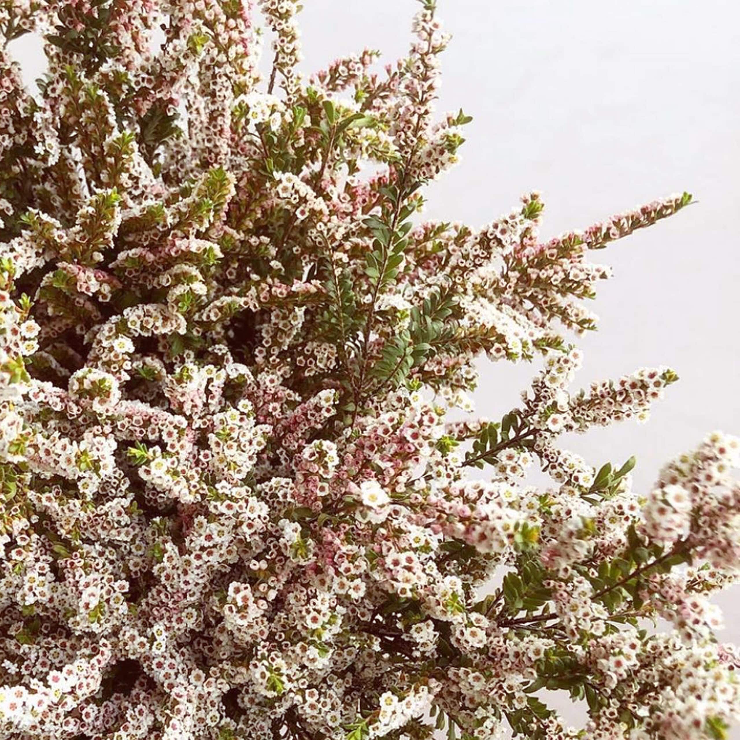Calycina Heather from Australia - Main Wholesale Florist