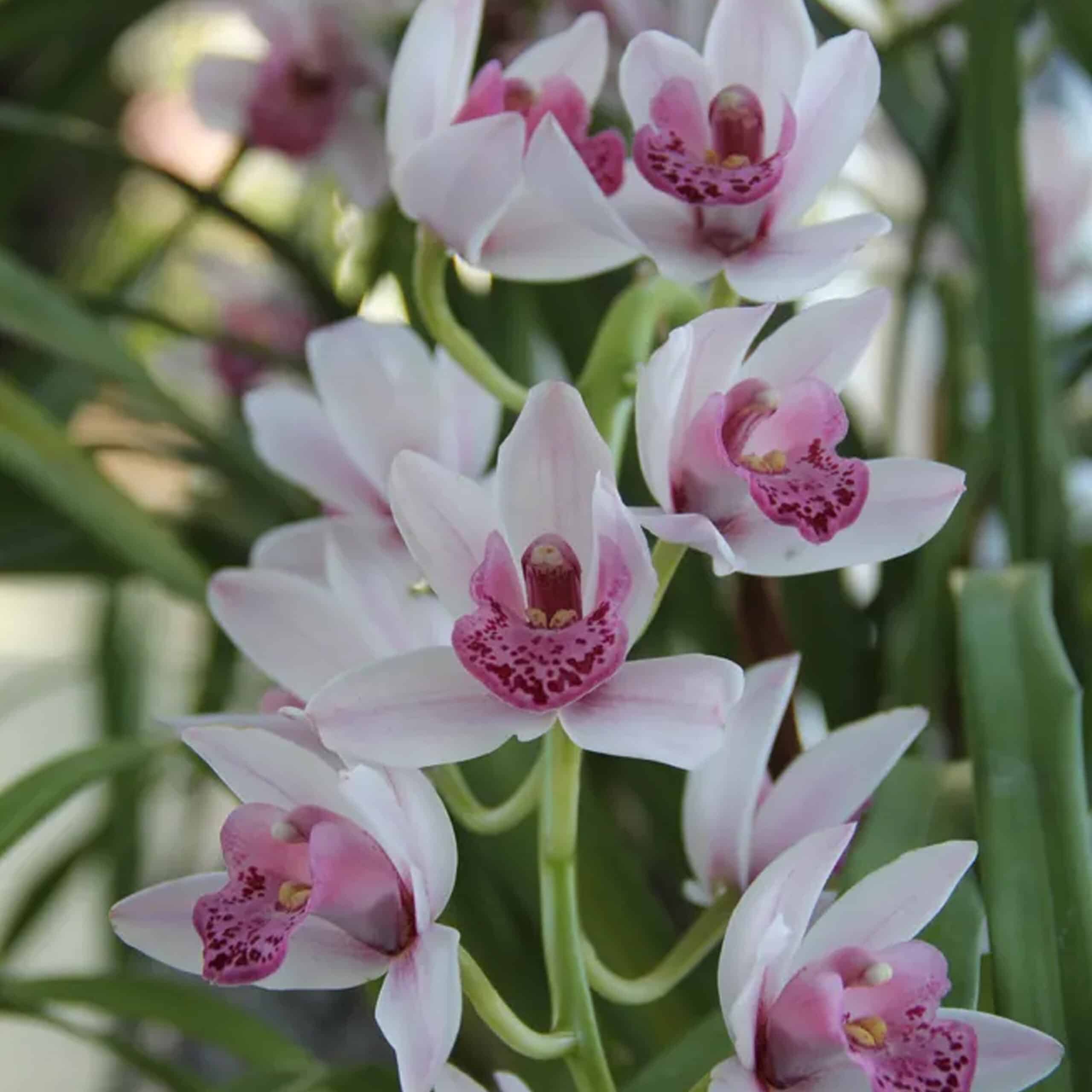 Cymbidium Orchids from New Zealand Main Wholesale Florist