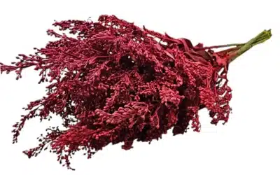 Solidago painted Red (Columbia)