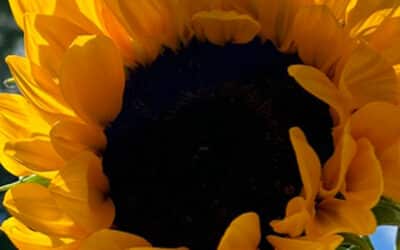 Sunflowers (Vincent’s) from California