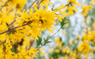 Forsythia