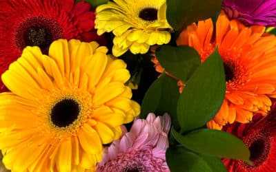 Canadian Gerbera Daisies