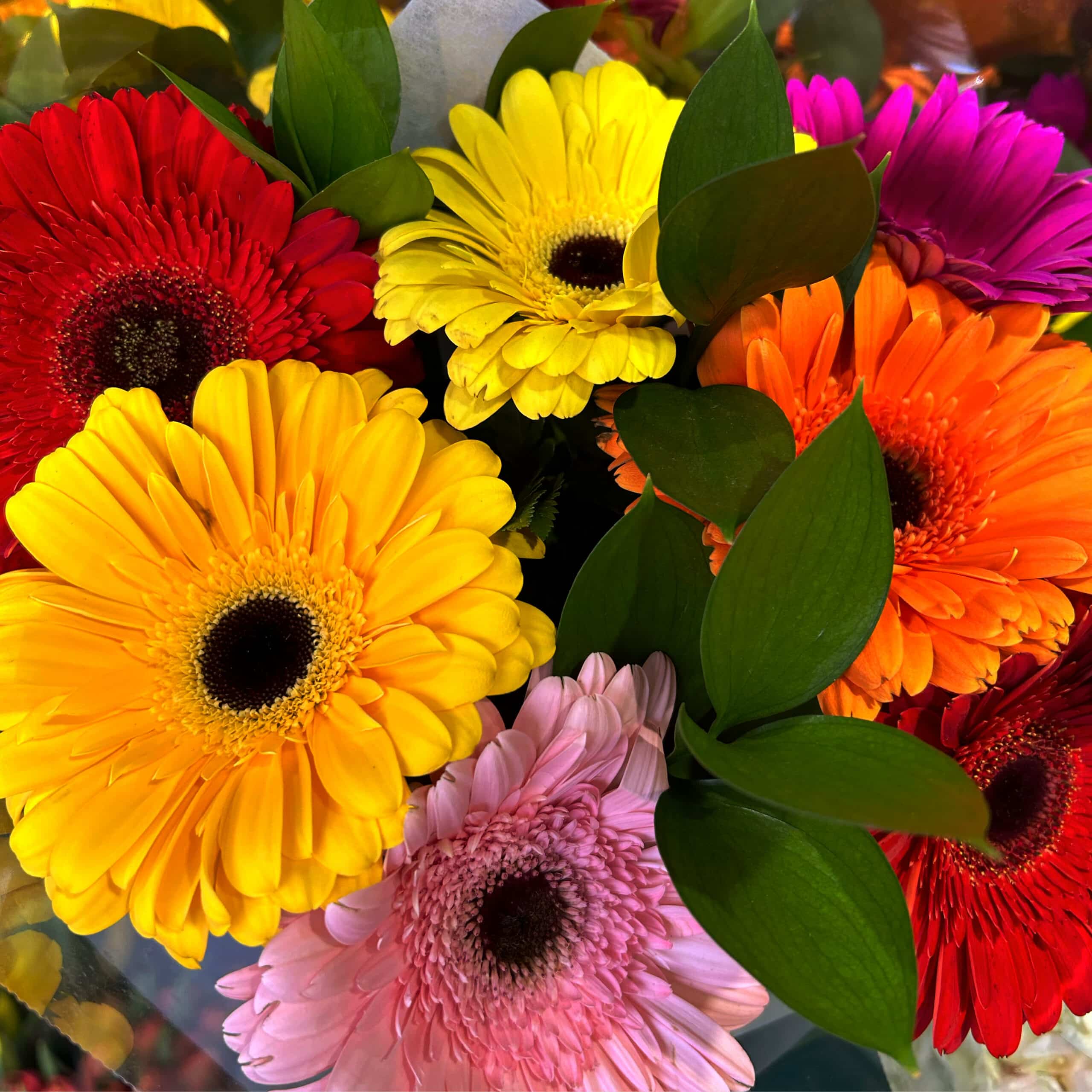 Canadian Gerbera Daisies Main Wholesale Florist