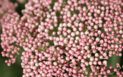 Pink Rice Flower from California